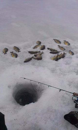 North Bay Cadillac >> Perch Bite | Michigan Fishing Report North Bay Cadillac >> Perch Bite | Michigan Fishing Report