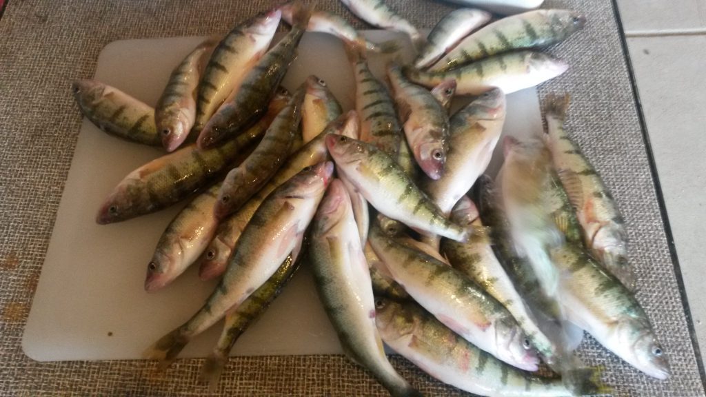 skegemog perch from fred fields