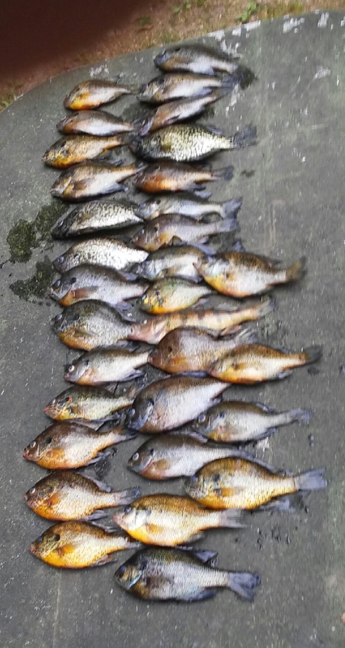 Lake Margrethe Bluegill