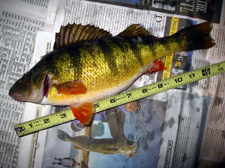 perch fishing Michigan Fishing Report